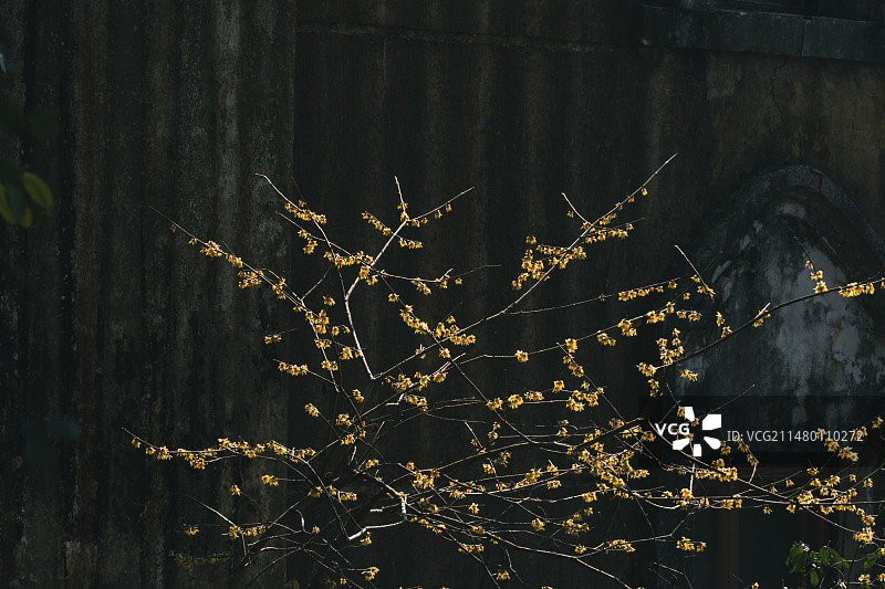 天台山国清寺腊梅图片素材