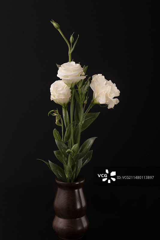 洋桔梗图片素材