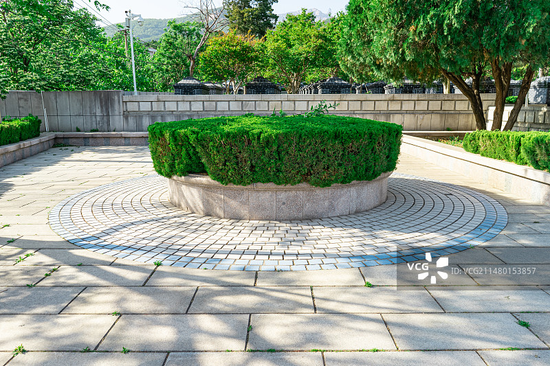 中国非都市风光拍摄主题，山东泰安泰山区革命烈士陵园公园，花坛里的圆柏松树柏树，户外白昼无人图像摄影图片素材