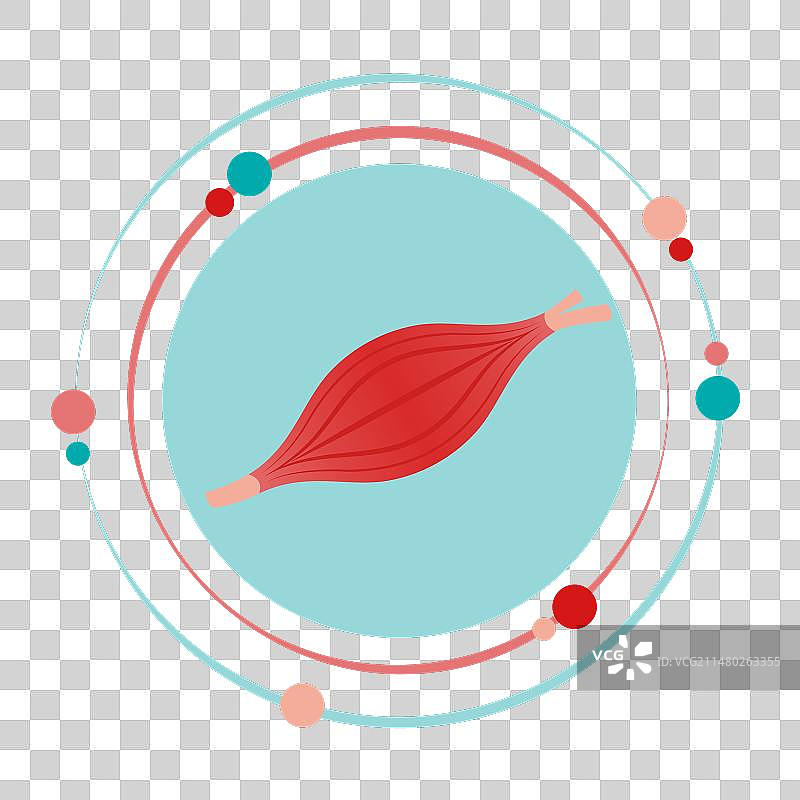 骨骼肌图形图标图片素材