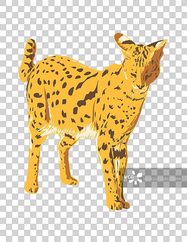 薮猫或小 Serval 侧视图孤立图片素材
