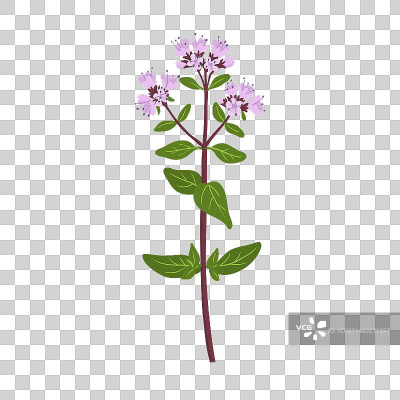 野生牛至花素描图片素材