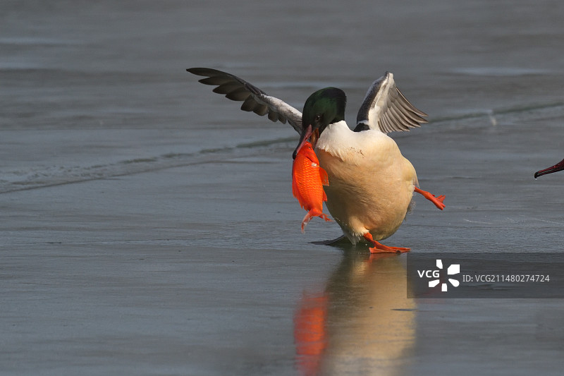 秋沙鸭争抢红魚吃图片素材