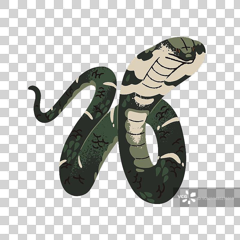 处于防御姿态的眼镜王蛇毒蛇图片素材