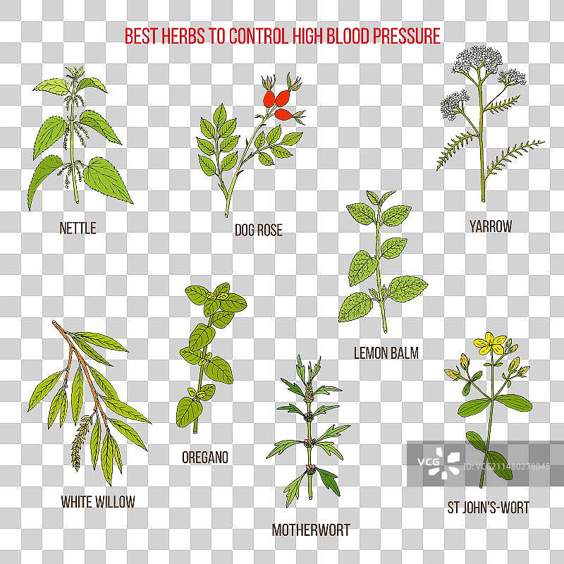 控制高血压的优质草药图片素材