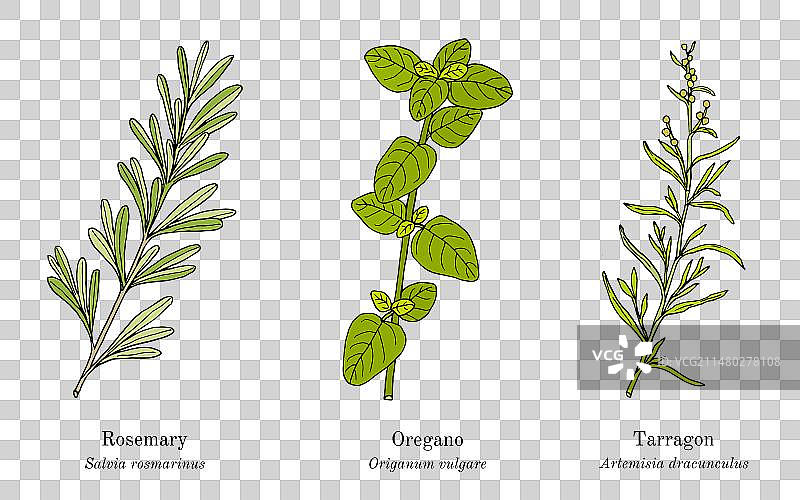 烹饪香草和香料合集图片素材