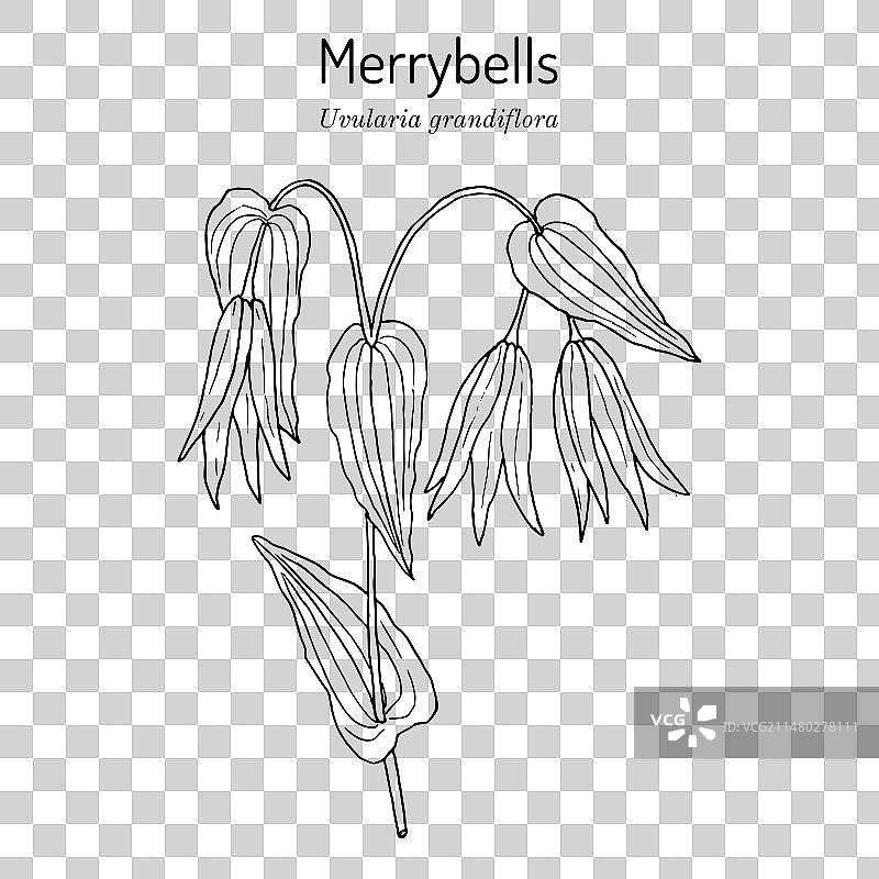 大型开花钟草图片素材