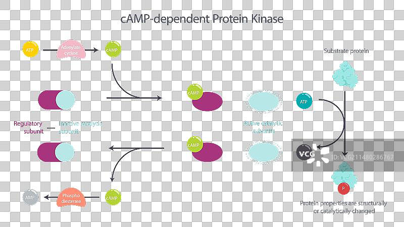 环磷酸腺苷依赖性蛋白激酶图片素材