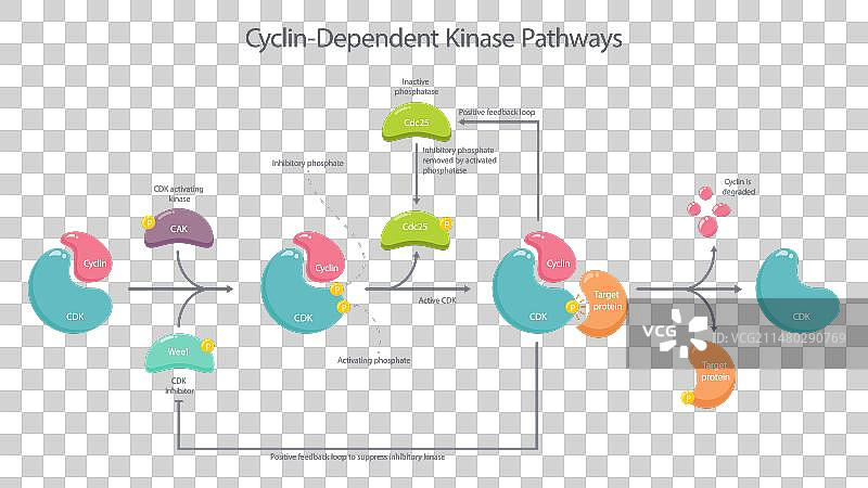 CDK激活途径图片素材