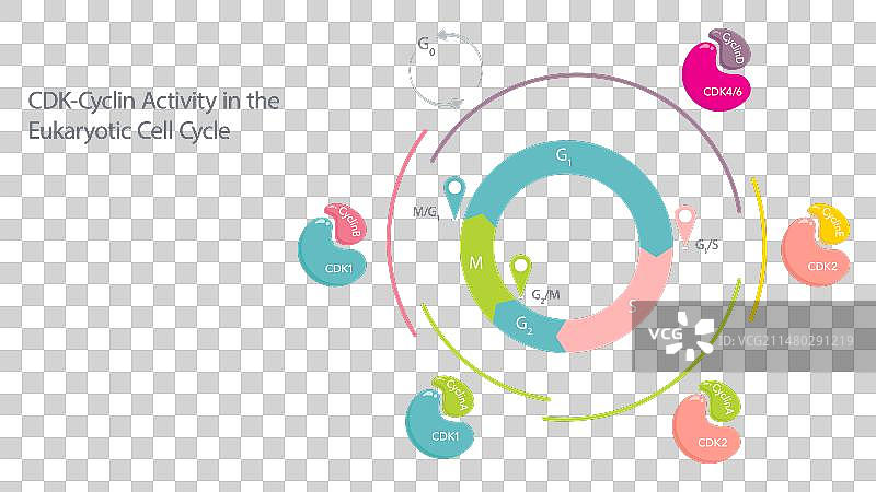 细胞周期中CDK细胞周期蛋白活性图片素材