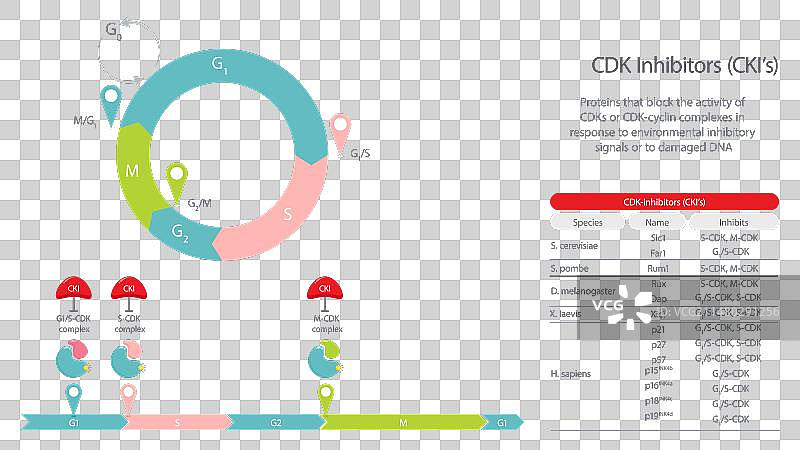 细胞周期蛋白依赖性激酶抑制剂图片素材