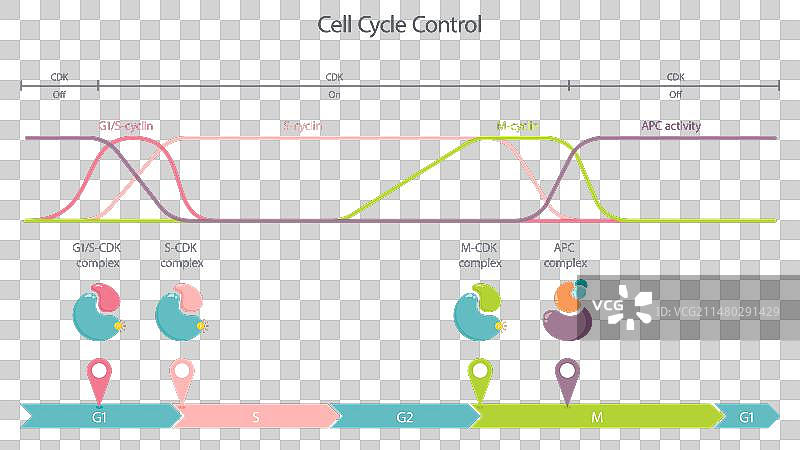 细胞周期控制图片素材