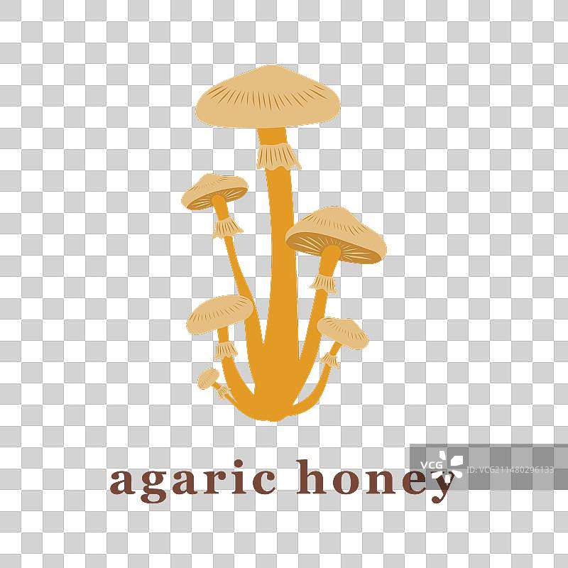 大小蜜环菌菇合集图片素材