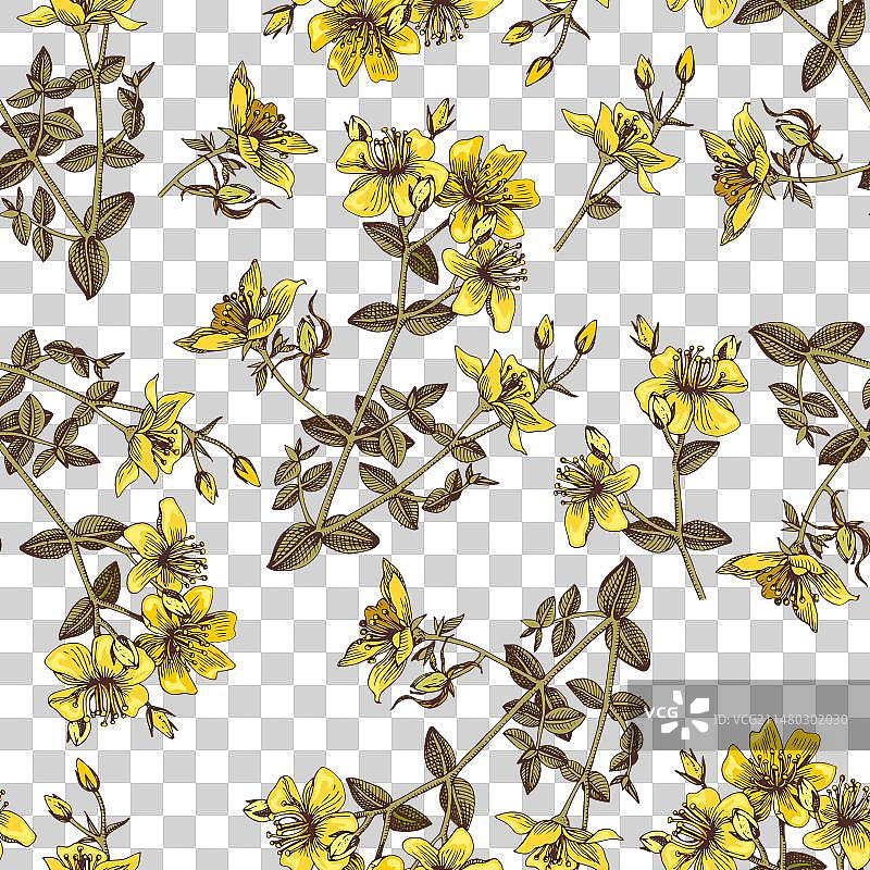 手绘贯叶连翘植物无缝图案图片素材