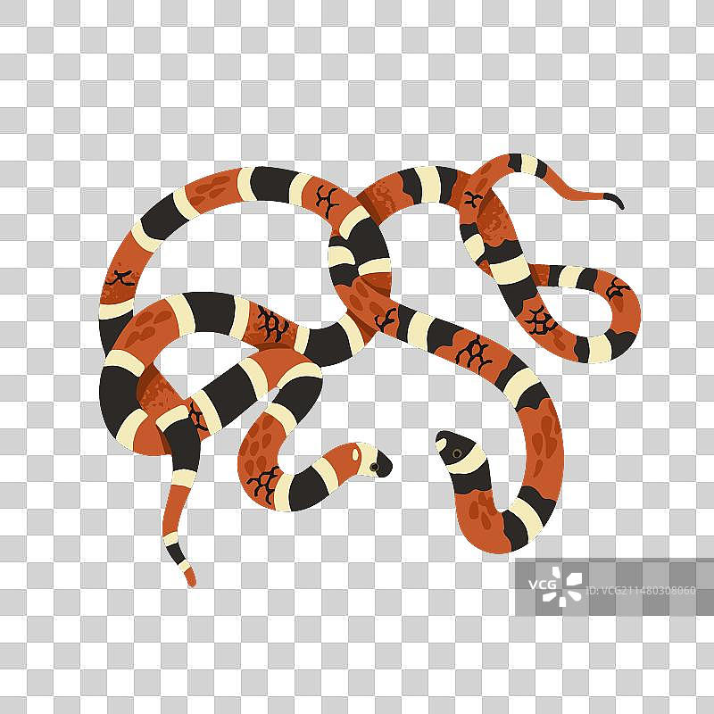 带条纹鳞片的猩红色王蛇图片素材