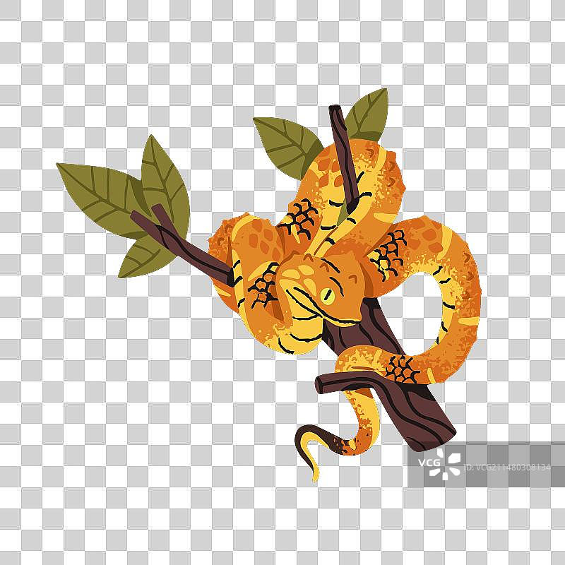 树枝上的绿色灌木或叶蝰图片素材