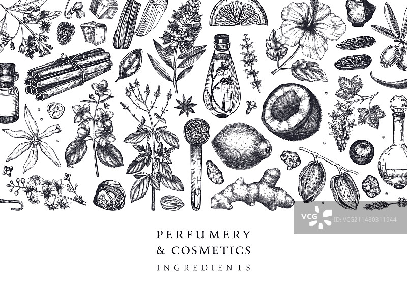 芳香植物背景与香水原料图片素材