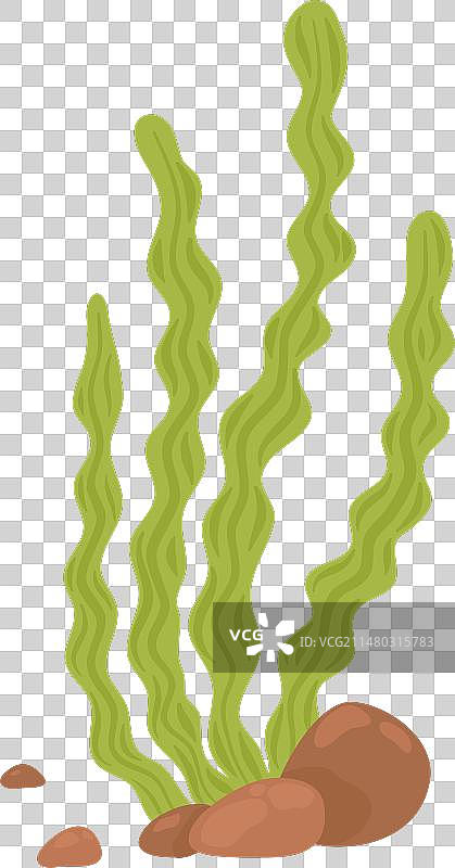 海底岩石上的水下绿藻图片素材