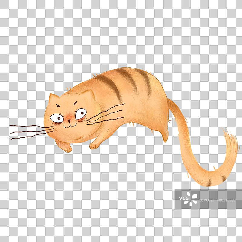 黄色的猫图片素材