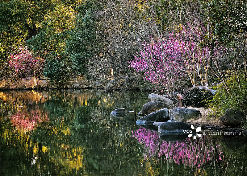 龍池梅影图片素材