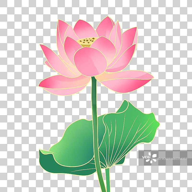 夏日荷花荷叶手绘插画元素图片素材