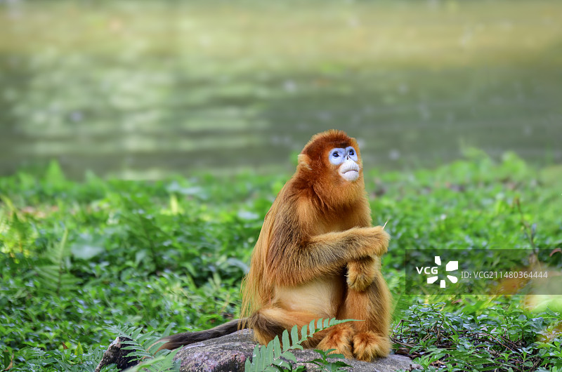 金丝猴图片素材