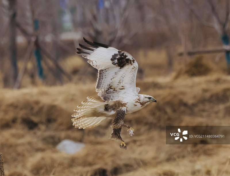 大鵟挂弹飞行图片素材