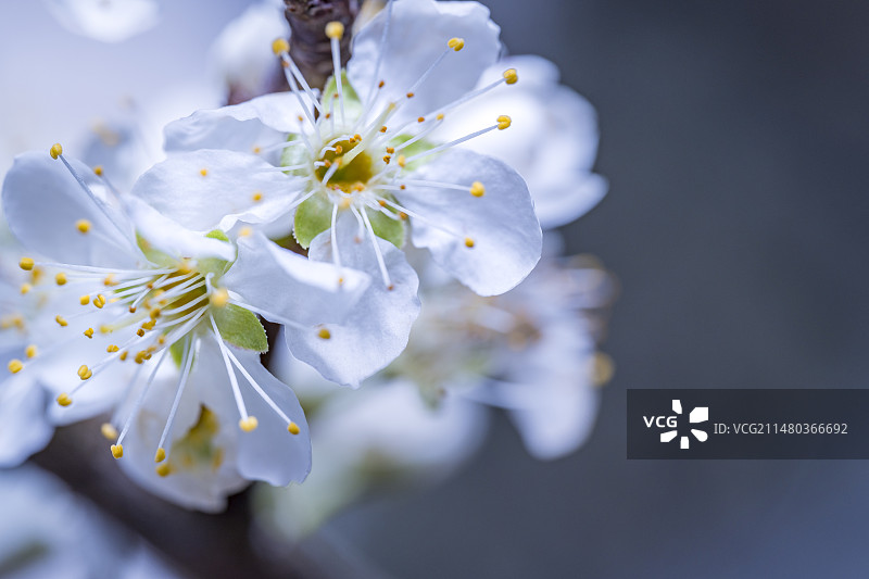 春天里盛开的白色的李花微距特写镜头图片素材