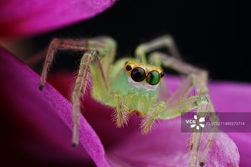 艾普跳蛛图片素材