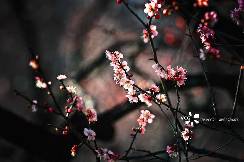 龙年年初六光影中的梅花+梅花山（南京）图片素材