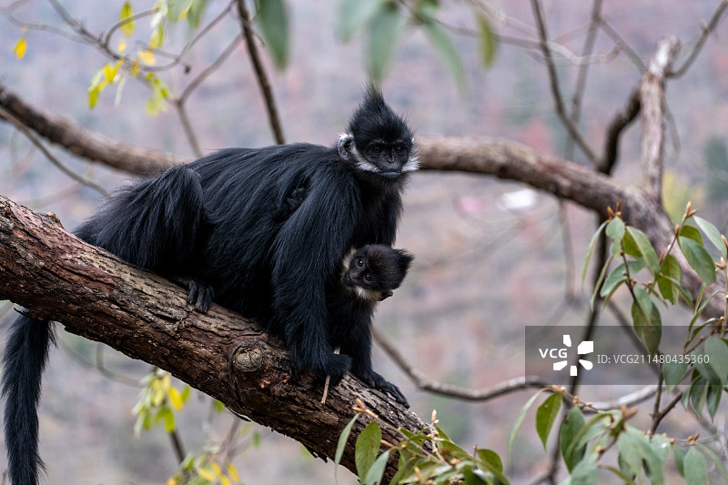 贵州沿河黑叶猴图片素材