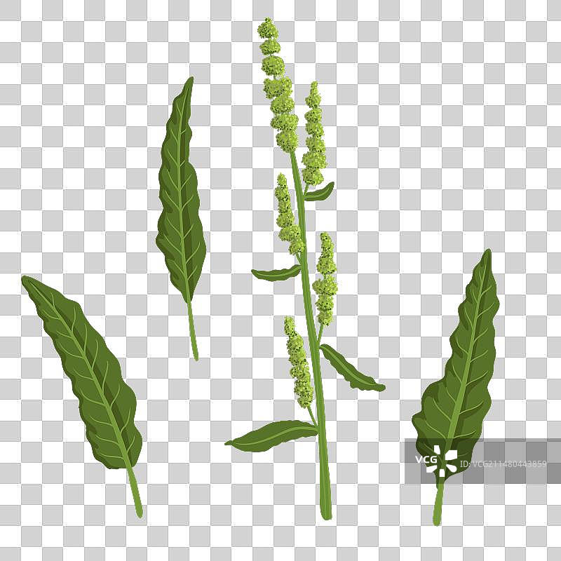 酢浆草野生植物绘画图片素材