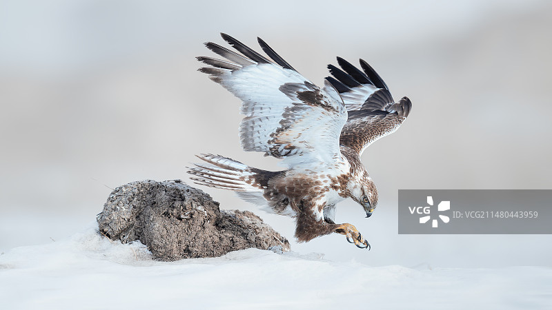 宛如绘画般的雪版大鵟图片素材