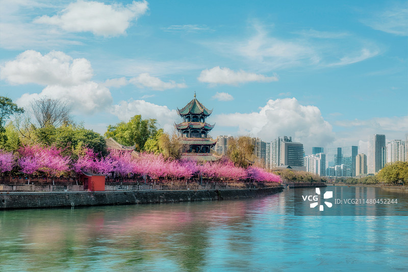 成都望江楼 崇丽阁 早春 红梅图片素材