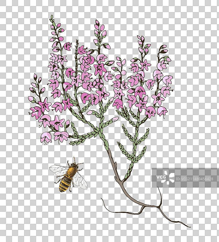 盛开的石楠枝与蜜蜂图片素材