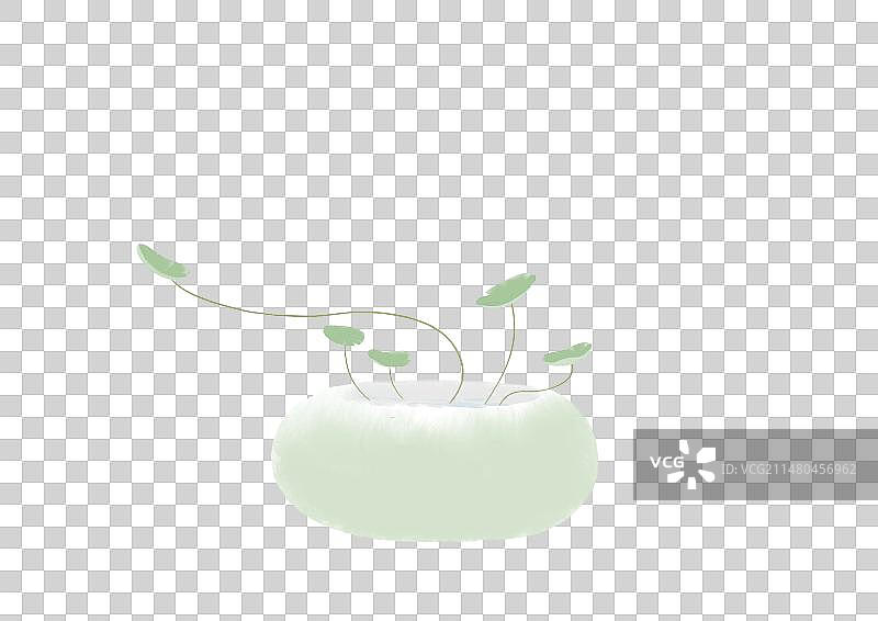 铜钱草图片素材