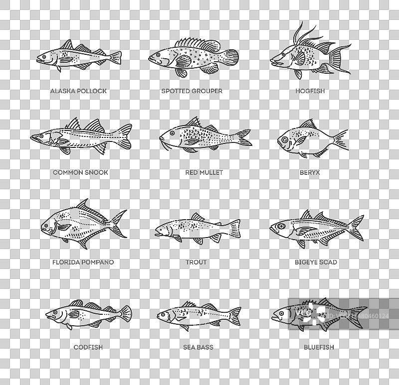 海水鱼种类图图片素材