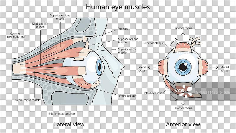 人眼肌肉结构医学图图片素材