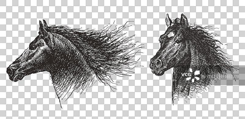 手绘纯种马头部图片素材