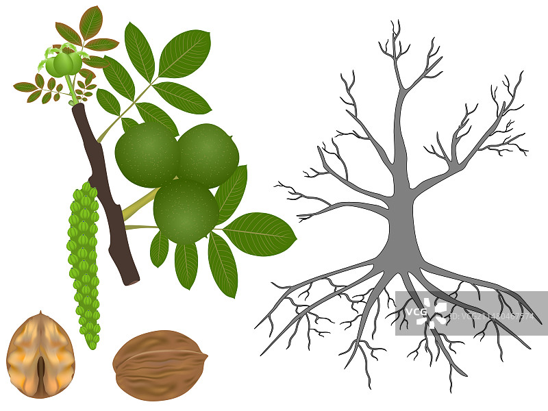 白色背景上的胡桃树植物局部图片素材