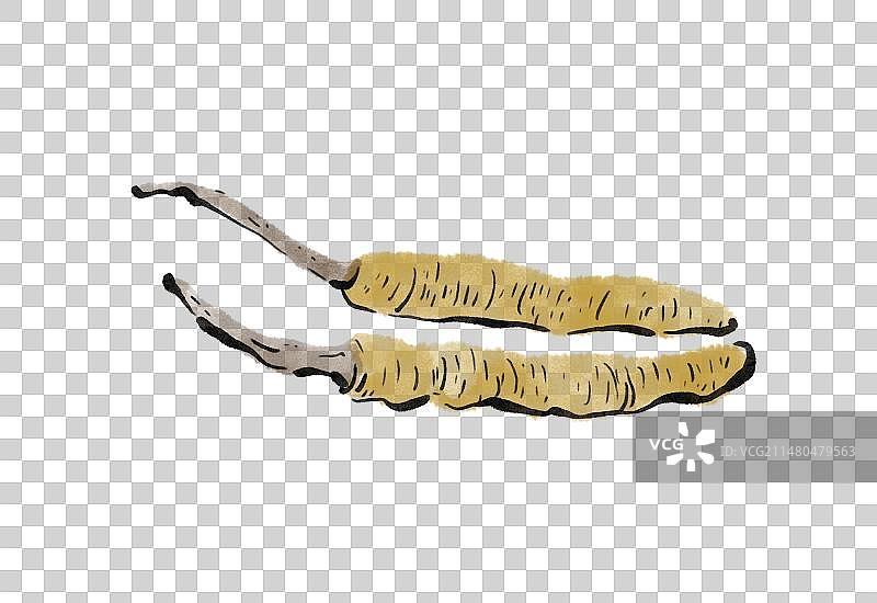 水墨风西藏美食插画元素-冬虫夏草图片素材