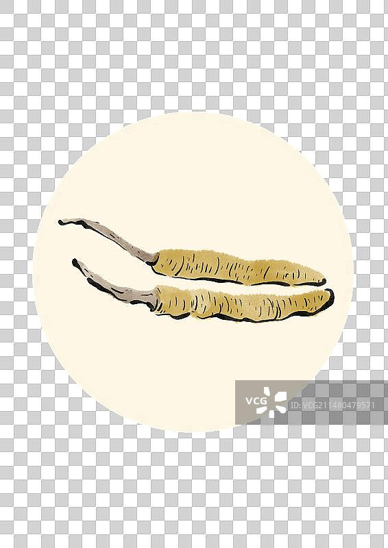 水墨风西藏美食插画元素-冬虫夏草图片素材
