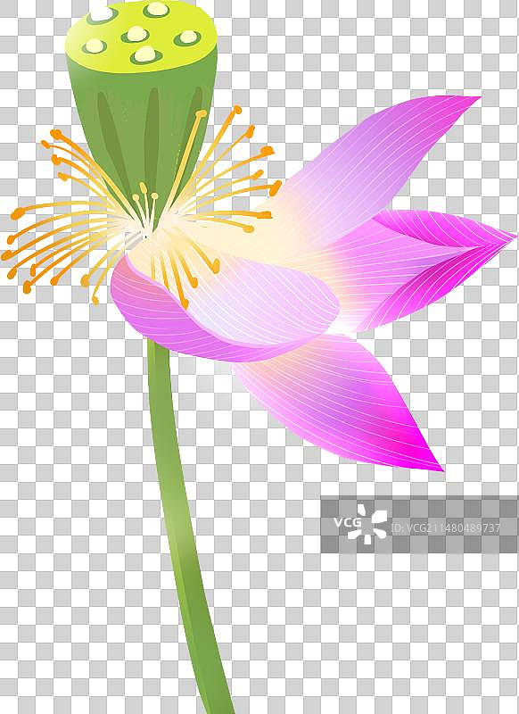 自然噪点质感一只残荷花瓣插画元素图片素材