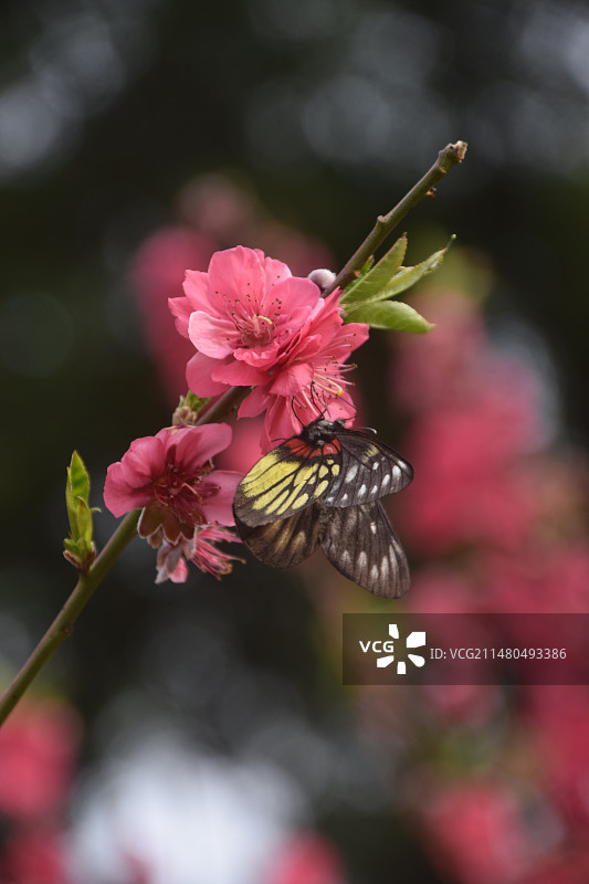 西樵山图片素材