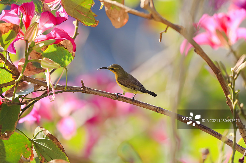 黄腹花蜜鸟图片素材
