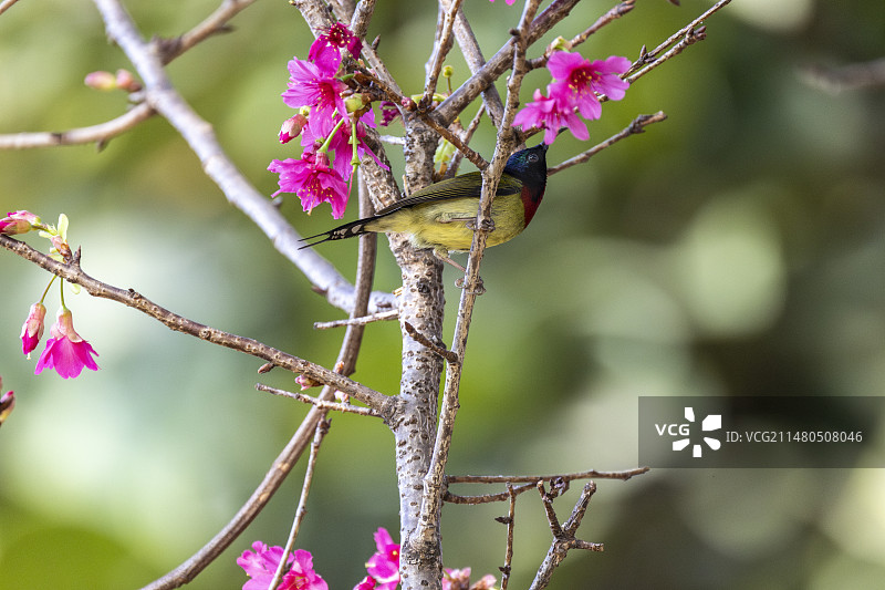 栖息在樱花树上的太阳鸟图片素材