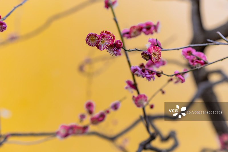 常州红梅公园第一批梅花盛开图片素材
