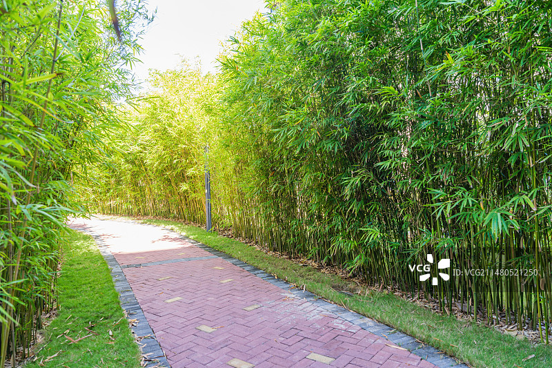 竹林小径图片素材