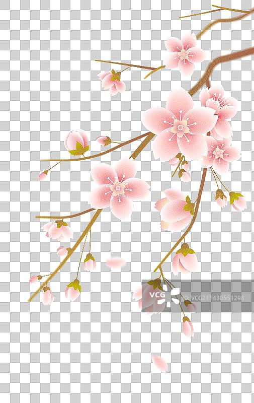 樱花盛开图片素材
