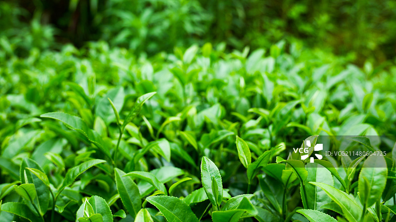 明前茶茶园茶山茶叶美景景色图片素材